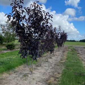 Prunus serr. ‘Royal Burgundy’