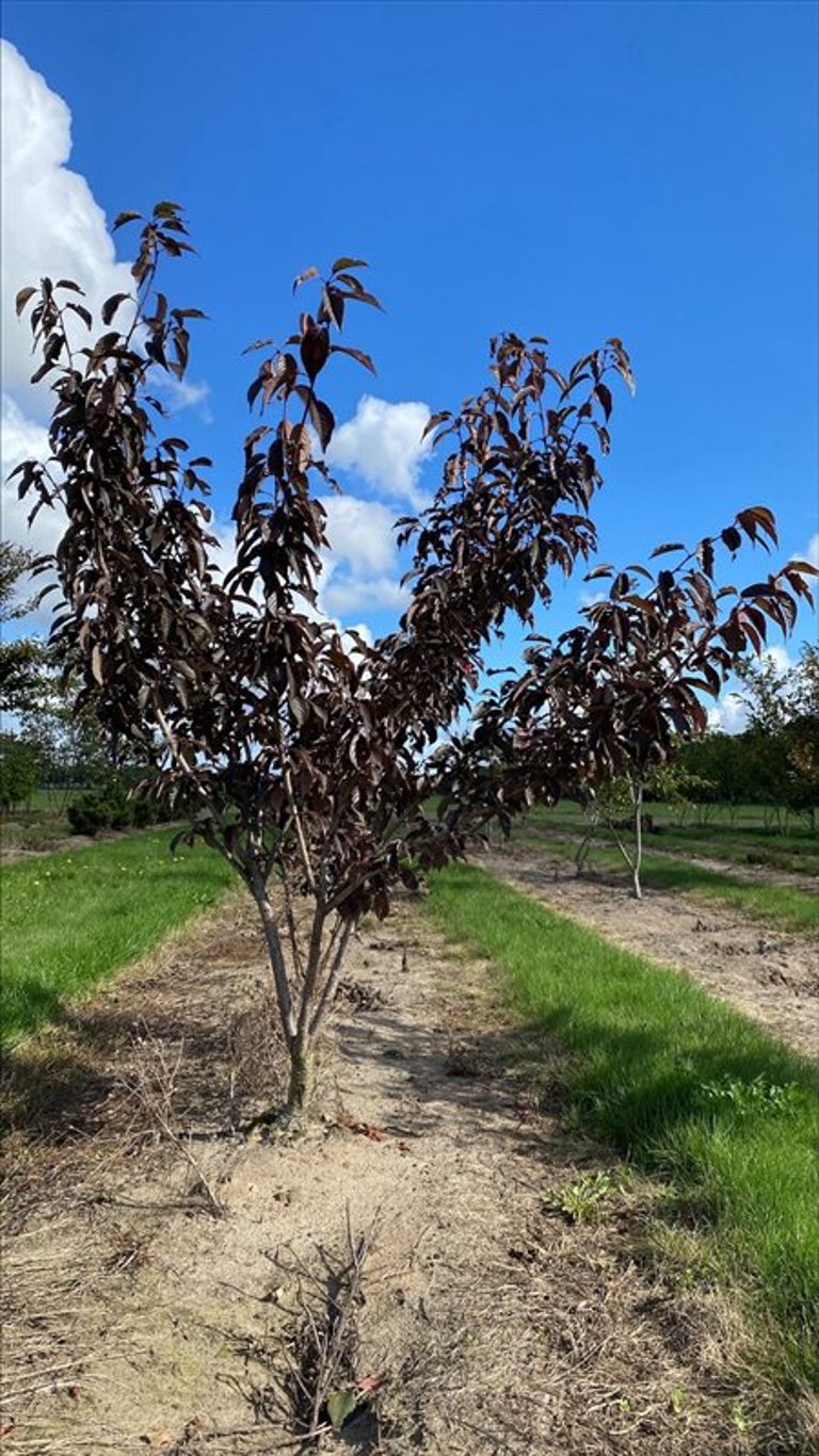 Prunus serr. ‘Royal Burgundy’