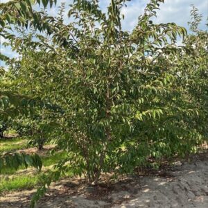 Prunus subh. ‘Autumnalis Rosea’