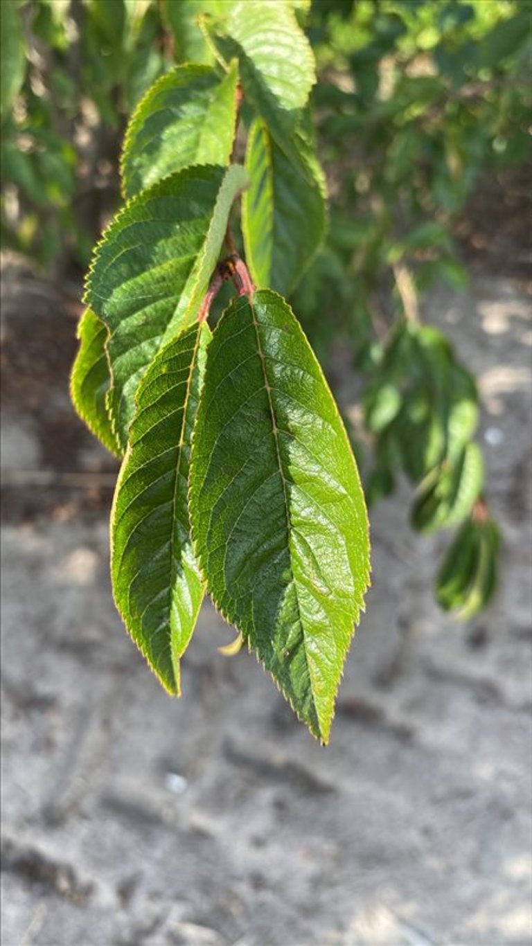 Prunus subh. ‘Autumnalis Rosea’
