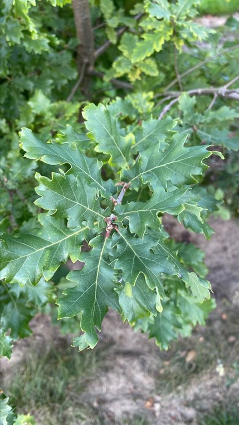 Quercus pubescens