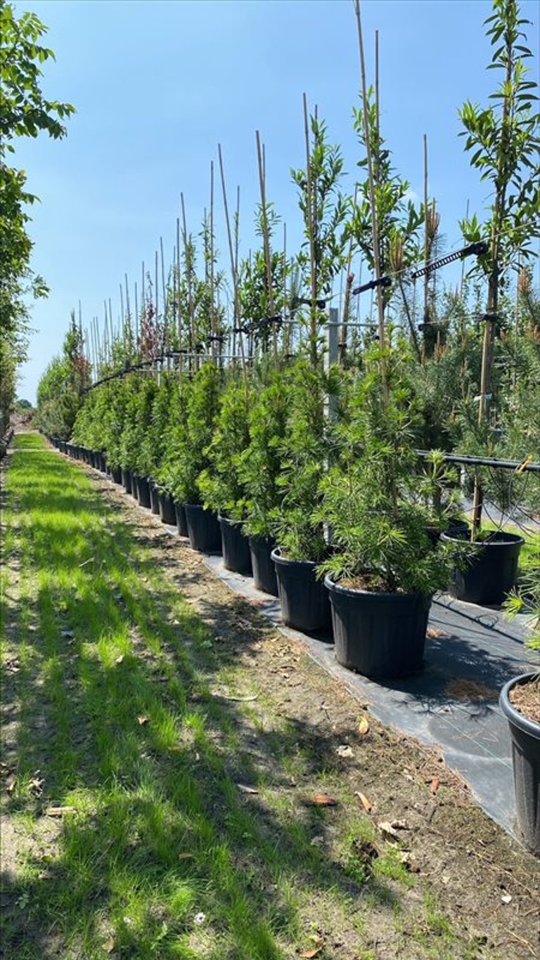 Sciadopitys verticillata