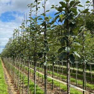 Sorbus intermedia ‘Brouwers’