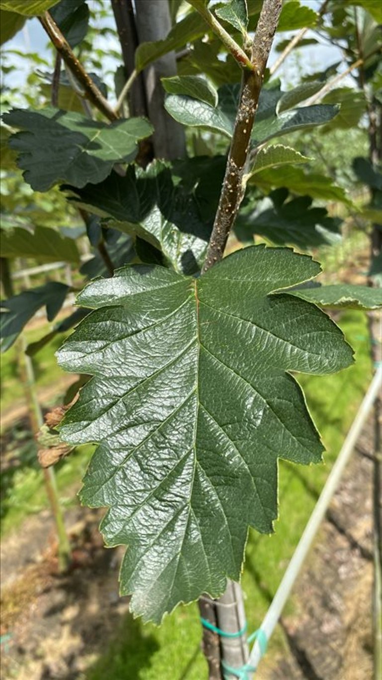 Sorbus intermedia ‘Brouwers’