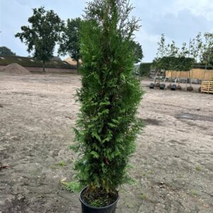 Thuja occ. ‘Brabant’