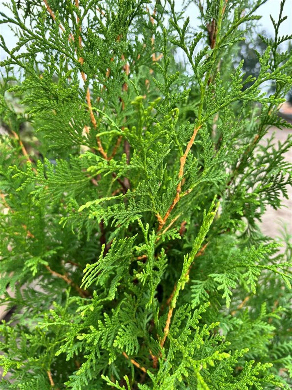 Thuja occ. ‘Brabant’