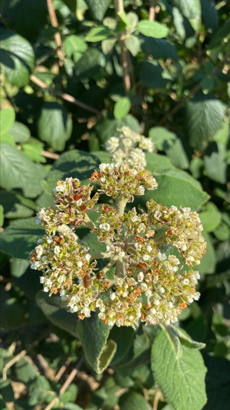 Viburnum lantana